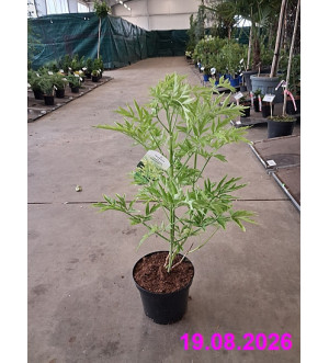 Sambucus nigra 'Golden Tower'® C 2,5 L